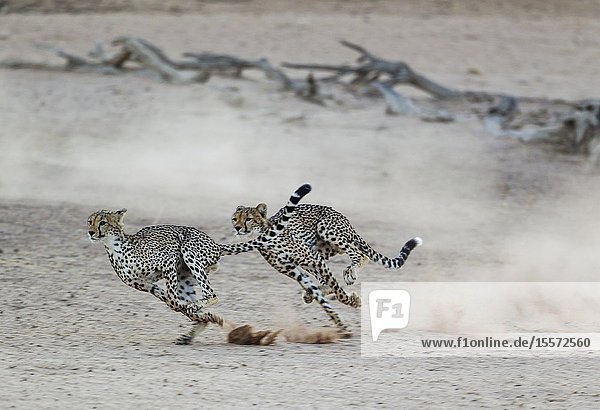 Cheetah (Acinonyx jubatus). Two playful subadult males in the dry and barren Auob riverbed. During a severe drouight. Kalahari Desert Kgalagadi Transfrontier Park South Africa.