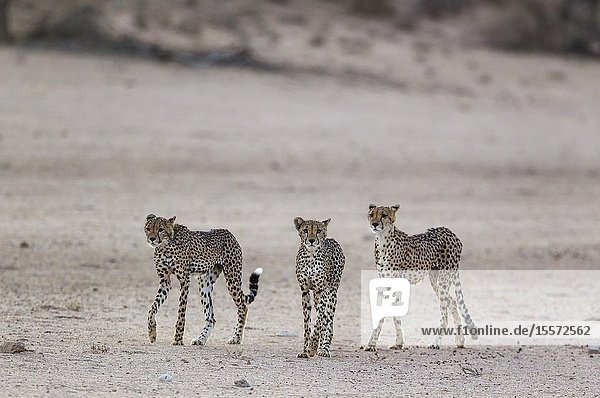 Cheetah (Acinonyx jubatus). Female on the right and her two subadult male cubs in the dry and barren Auob riverbed. During a severe drouight. Kalahari Desert Kgalagadi Transfrontier Park South Africa.