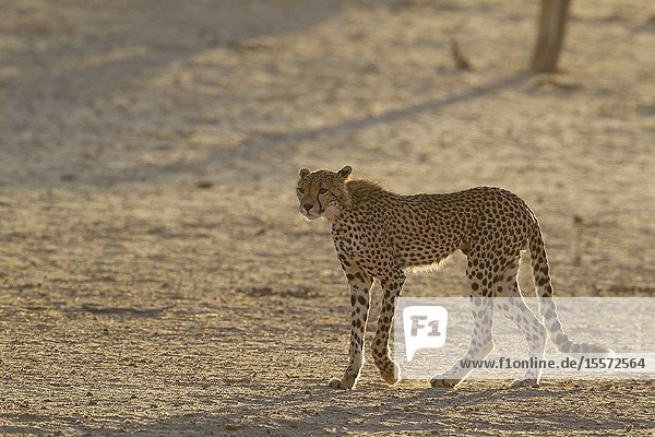 Cheetah (Acinonyx jubatus). Subadult male. Roaming in the dry and barren Auob riverbed during a severe drouight. Kalahari Desert Kgalagadi Transfrontier Park South Africa.