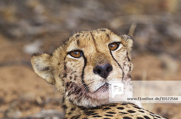 Cheetah (Acinonyx jubatus). Subadult female. Has been feeding on a springbok (Antidorcas marsupialis). Kalahari Desert Kgalagadi Transfrontier Park South Africa.