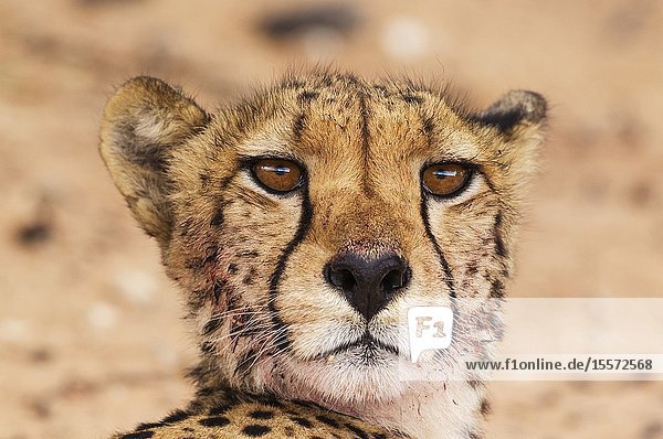 Cheetah (Acinonyx jubatus). Subadult female. Has been feeding on a springbok (Antidorcas marsupialis). Kalahari Desert Kgalagadi Transfrontier Park South Africa.