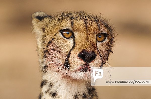 Cheetah (Acinonyx jubatus). Subadult female. Has been feeding on a springbok (Antidorcas marsupialis). Kalahari Desert Kgalagadi Transfrontier Park South Africa.