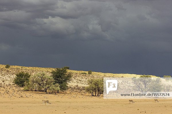 Cheetah (Acinonyx jubatus). Female walking in front of her two subadult male cubs in the dry and barren Auob riverbed. Behind them a thunderstorm. Kalahari Desert, Kgalagadi Transfrontier Park, South Africa.
