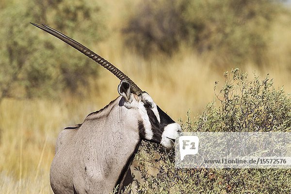 Gemsbok (Oryx gazella). Male. Feeding. Kalahari Desert Kgalagadi Transfrontier Park South Africa.