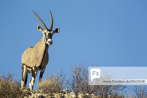 Gemsbok (Oryx gazella). Male on a rocky ridge. Kalahari Desert Kgalagadi Transfrontier Park South Africa.