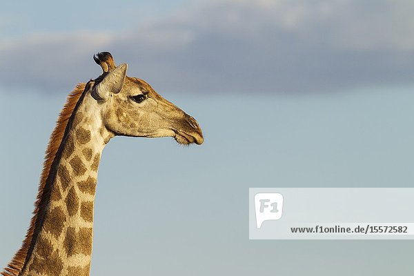 Southern Giraffe (Giraffa giraffa). Female. Kalahari Desert Kgalagadi Transfrontier Park South Africa.