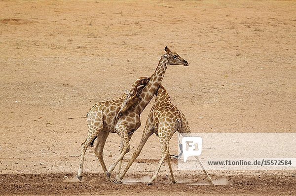 Southern Giraffe (Giraffa giraffa). Fighting males in the dry and barren Auob riverbed raising a lot of dust. Kalahari Desert Kgalagadi Transfrontier Park South Africa.