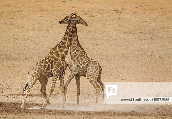 Southern Giraffe (Giraffa giraffa). Fighting males in the dry and barren Auob riverbed raising a lot of dust. Kalahari Desert Kgalagadi Transfrontier Park South Africa.