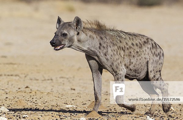 Spotted Hyaena (Crocuta crocuta). Walking towards a waterhole. Kalahari Desert Kgalagadi Transfrontier Park South Africa.