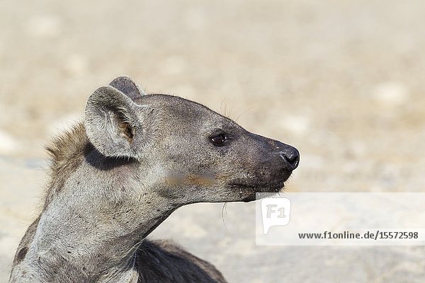 Spotted Hyaena (Crocuta crocuta). Portrait. Kalahari Desert Kgalagadi Transfrontier Park South Africa.