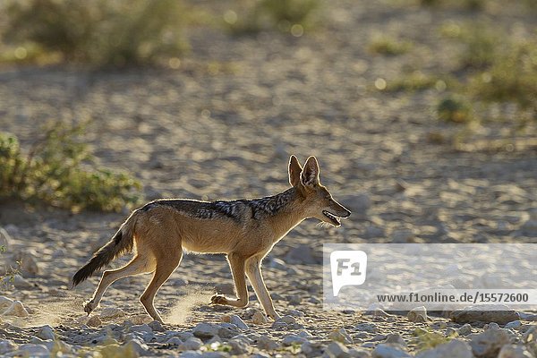 Black-backed Jackal (Canis mesomelas). Has been drinking at a waterhole. Kalahari Desert Kgalagadi Transfrontier Park South Africa.