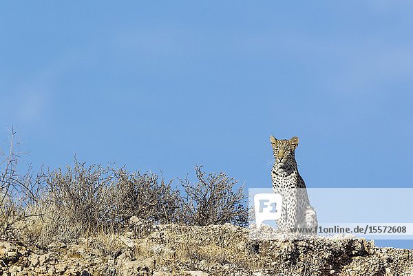 Leopard (Panthera pardus). Young female. Observing her surroundings from a rocky ridge. Kalahari Desert Kgalagadi Transfrontier Park South Africa.