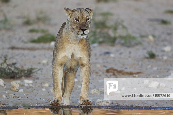 Lion (Panthera leo). Female at a man-made waterhole. At dawn. Kalahari Desert Kgalagadi Transfrontier Park South Africa.