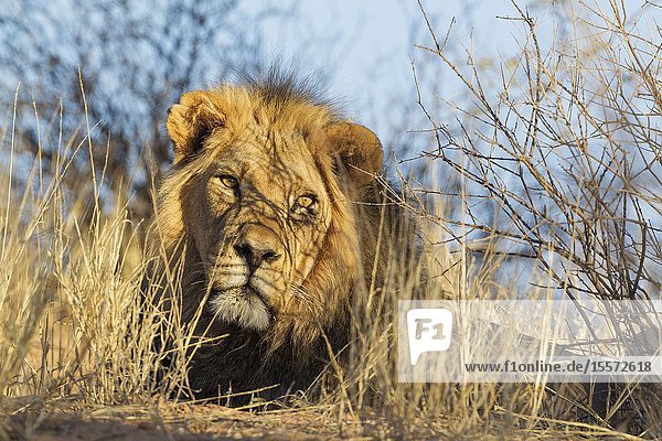 Lion (Panthera leo). Black-maned Kalahari male. Resting. Kalahari Desert Kgalagadi Transfrontier Park South Africa.