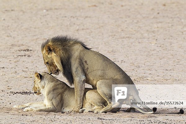 Lion (Panthera leo). Black-maned Kalahari male and female. Mating. Kalahari Desert Kgalagadi Transfrontier Park South Africa.