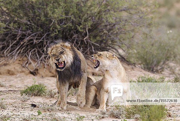 Lion (Panthera leo). Fairly old black-maned Kalahari male and female. Dramatic mating finish. Kalahari Desert Kgalagadi Transfrontier Park South Africa.