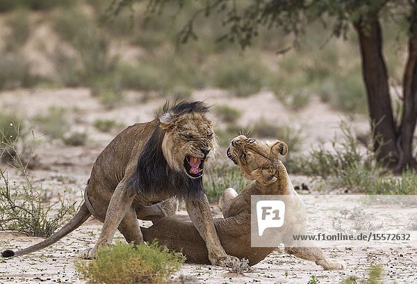 Lion (Panthera leo). Fairly old black-maned Kalahari male and female. Dramatic mating finish. Kalahari Desert Kgalagadi Transfrontier Park South Africa.