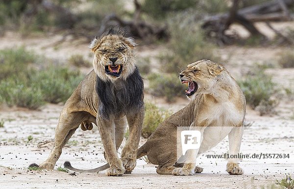 Lion (Panthera leo). Fairly old black-maned Kalahari male and female. Dramatic mating finish. Kalahari Desert Kgalagadi Transfrontier Park South Africa.