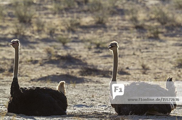 Ostrich (Struthio camelus). Two females. Resting in the evening. Kalahari Desert Kgalagadi Transfrontier Park South Africa.