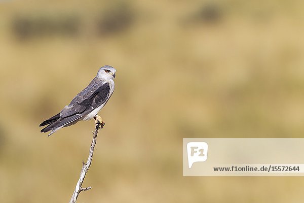 Black-shouldered Kite (Elanus caeruleus). Perching. Kalahari Desert Kgalagadi Transfrontier Park South Africa.