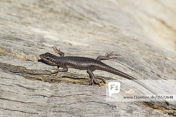 Kalahari Tree Skink (Mabuya spilogaster also Trachylepis spilogaster). Kalahari Desert Kgalagadi Transfrontier Park South Africa.