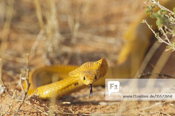 Cape Cobra (Naja nivea). Hunting and spreading its broad hood. Kalahari Desert Kgalagadi Transfrontier Park South Africa.