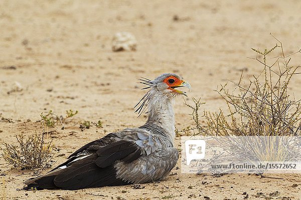 Secretary Bird (Sagittarius serpentarius). Resting at a very hot summer day. Kalahari Desert Kgalagadi Transfrontier Park South Africa.