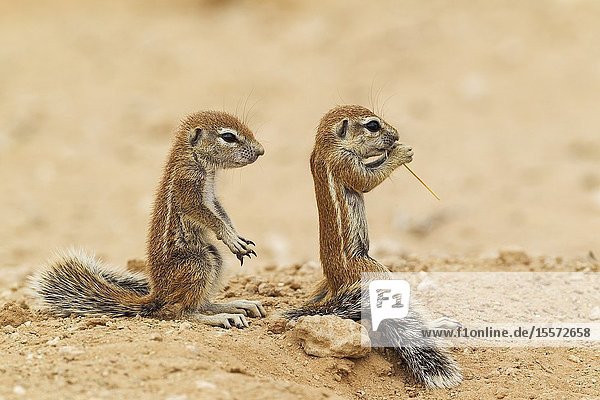 Cape Ground Squirrel (Xerus inauris). Two young at their burrow. Kalahari Desert Kgalagadi Transfrontier Park South Africa.