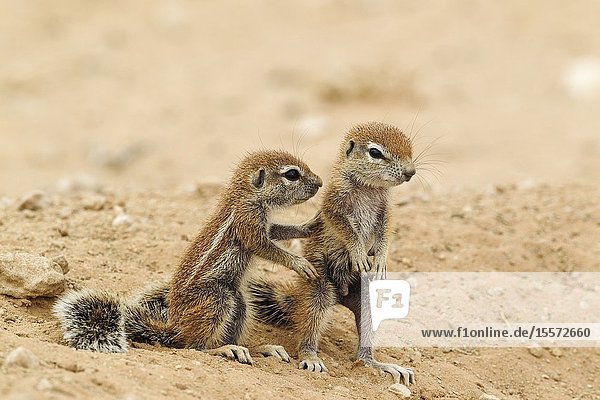 Cape Ground Squirrel (Xerus inauris). Two young at their burrow. Kalahari Desert, Kgalagadi Transfrontier Park, South Africa.