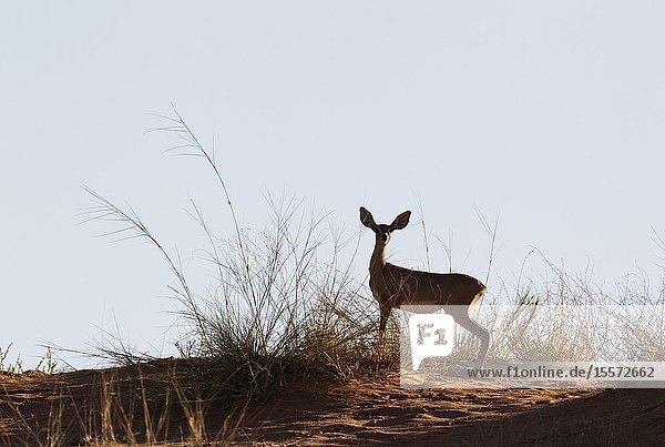 Steenbok (Raphicerus campestris). Female at the ridge of a grass-grown sand dune. Kalahari Desert Kgalagadi Transfrontier Park South Africa.