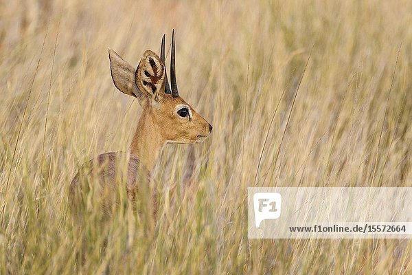 Steenbok (Raphicerus campestris). Male. Kalahari Desert Kgalagadi Transfrontier Park South Africa.