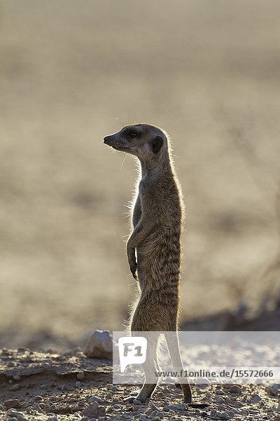 Suricate (Suricata suricatta). Also called Meerkat. Guard on the lookout. Kalahari Desert Kgalagadi Transfrontier Park South Africa.