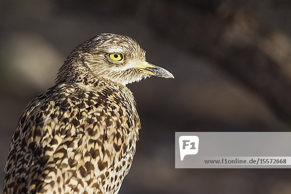 Spotted Dikkop (Burhinus capensis). Also called Spotted Thick-knee. Kalahari Desert Kgalagadi Transfrontier Park South Africa.