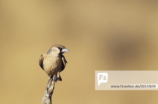 Sociable Weaver (Philetairus socius). Perching in the vicinity of its nest. Kalahari Desert Kgalagadi Transfrontier Park South Africa.