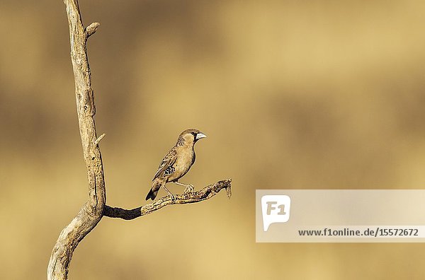 Sociable Weaver (Philetairus socius). Perching in the vicinity of its nest. Kalahari Desert, Kgalagadi Transfrontier Park, South Africa.