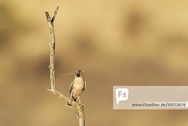 Sociable Weaver (Philetairus socius). Perching in the vicinity of its nest. The blade of grass will be used to keep extending the nest. Kalahari Desert Kgalagadi Transfrontier Park South Africa.