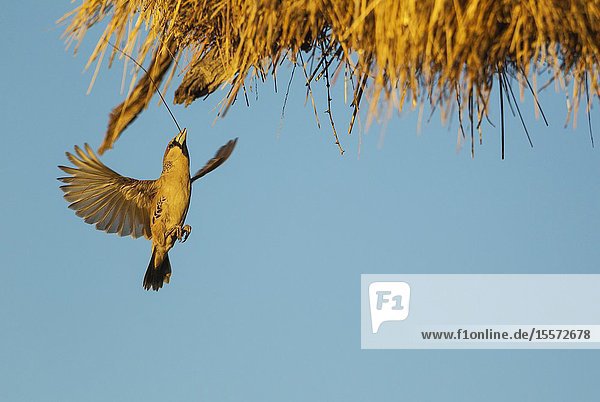 Sociable Weaver (Philetairus socius). Continuously extending the communal nest by collecting dry blades of grass. Kalahari Desert Kgalagadi Transfrontier Park South Africa.