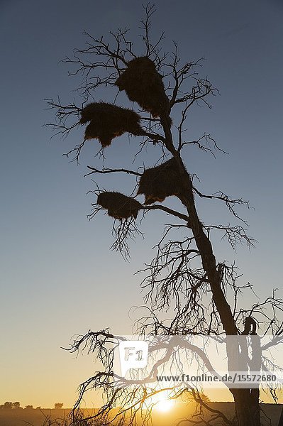 Large communal nests of Sociable Weavers (Philetairus socius) in a dead tree. At sunrise. Kalahari Desert Kgalagadi Transfrontier Park South Africa.