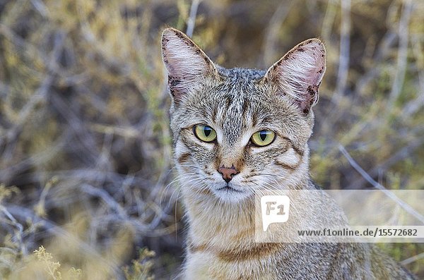 African Wild Cat (Felis silvestris lybica). Kalahari Desert Kgalagadi Transfrontier Park South Africa.