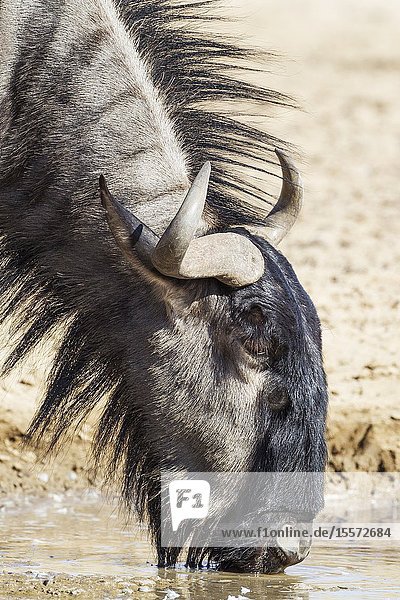 Blue Wildebeest (Connochaetes taurinus). Drinking at a waterhole. Kalahari Desert Kgalagadi Transfrontier Park South Africa.
