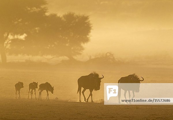 Blue Wildebeest (Connochaetes taurinus). Roaming with calves in the early morning. Behind camelthorn trees (Acacia erioloba). Kalahari Desert Kgalagadi Transfrontier Park South Africa.