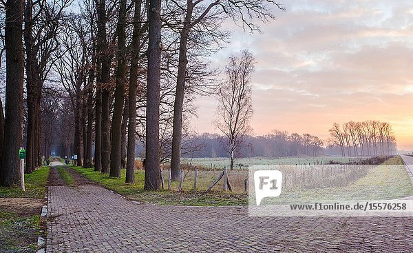 Wooden bridge and pad to the forest in the Netherlands nature concept.