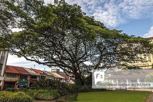 A big tree beside the old Kuching High Court Sarawak Malaysian Borneo Malaysia Southeast Asia Asia