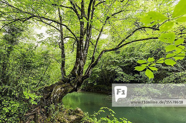 Tree in Guadiela River Gorge of Beteta located in Iberian Mountain Range (Cuenca Province Castilla- La Mancha Region Spain)