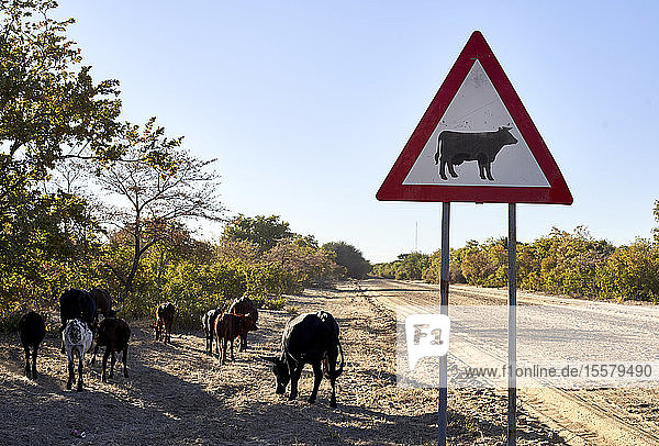 Vorsicht vor Kuhschildern am Feldweg gegen den klaren Himmel am Caprivi-Streifen  Namibia