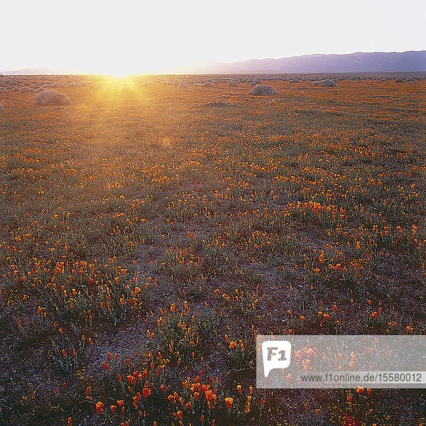 USA  Kalifornien  Blick auf gelbes Mohnfeld bei Sonnenuntergang