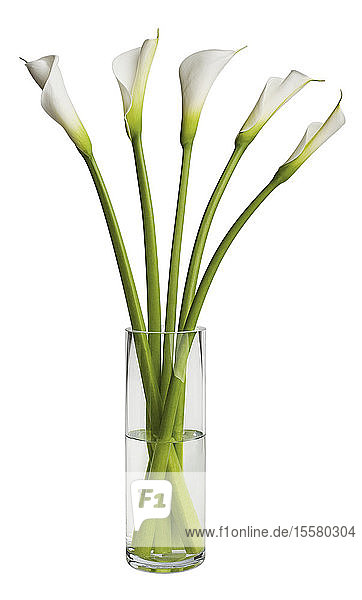 Weiße Calla-Blumen in Glas auf weißem Hintergrund  Nahaufnahme