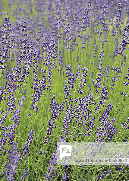 Frankreich  Provence  Blick auf Lavendelfeld