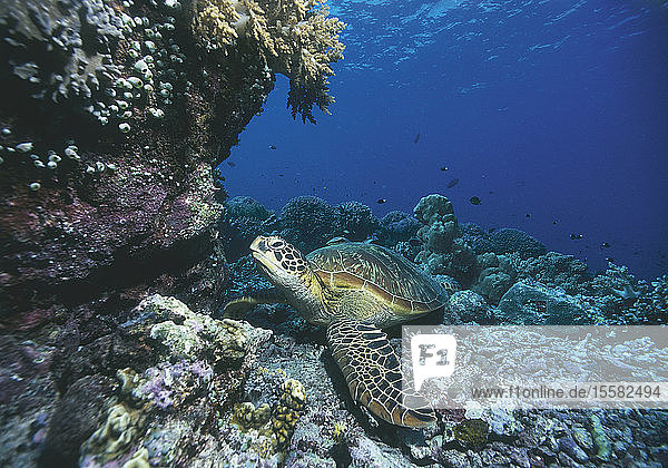 Meeresschildkröte am Korallenriff