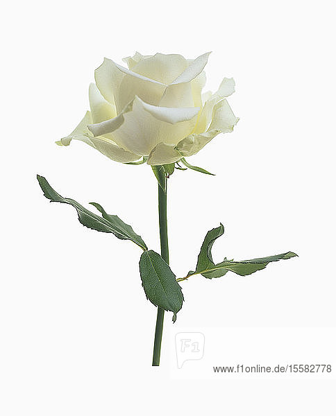 Weiße Rose vor weißem Hintergrund  Nahaufnahme